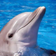 Illustration for article titled Can Dolphins Help Scientists Cure Diabetes?